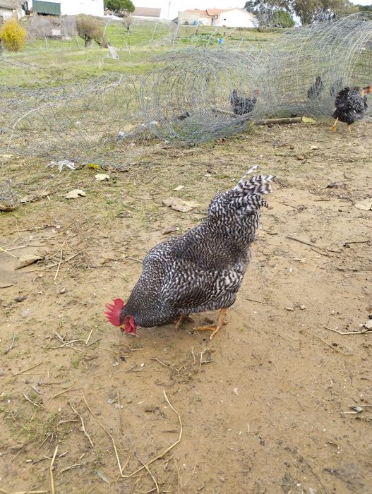 Ovos de pedres para incubação
