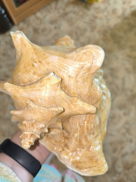 Ракушка океаническая