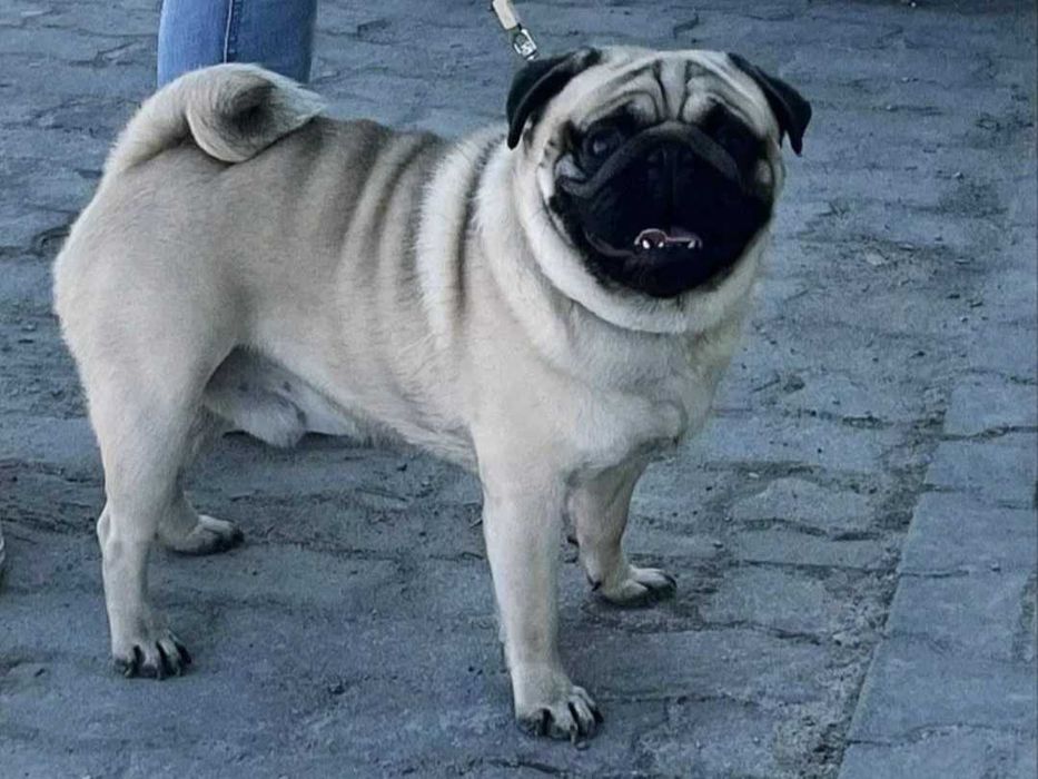 Mops piesek szczeniak