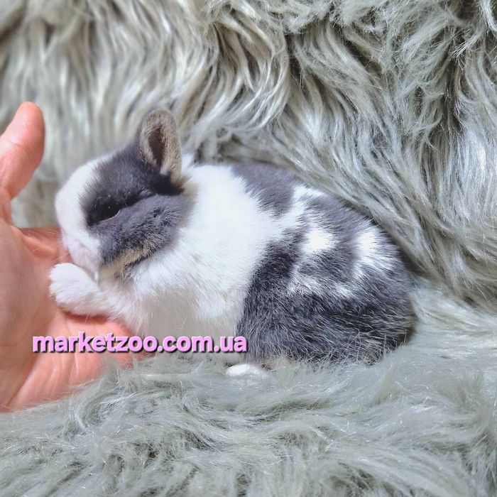 Карликовий карликовый міні кролик Mini netherland rabbit дівчинка