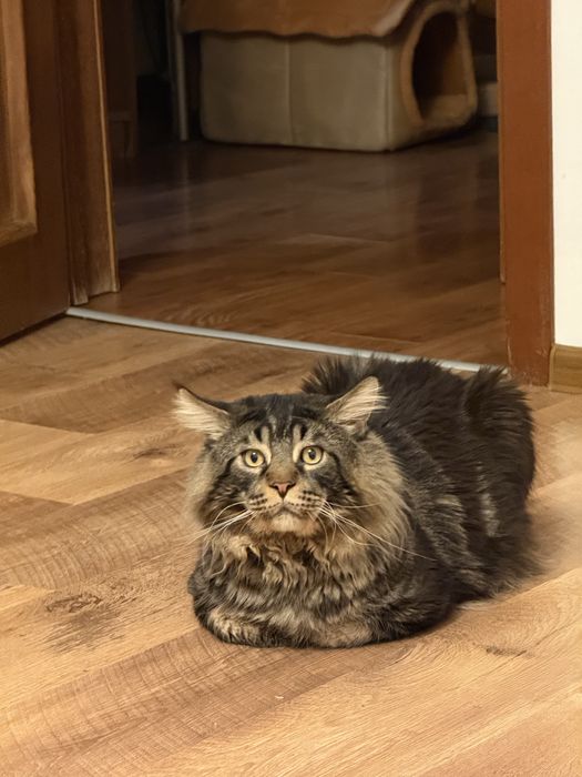 Потужний Мейн кун вязка