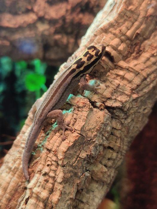 Lygodactylus kimhowelli gekon dzienny jaszczurka