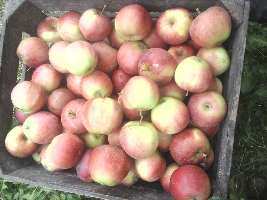 sprzedam 15 kg jablek ekologicznych  Wysyłka