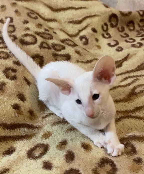 Дівчинка Ола-ла Сіамо-Орієнтальна група