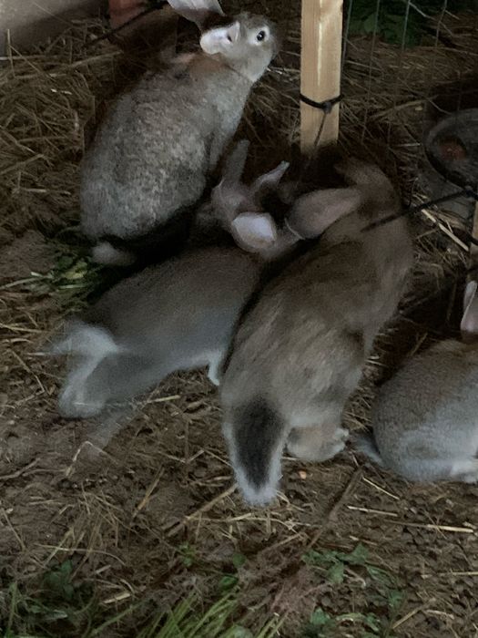 Vendo corlhos caseiros