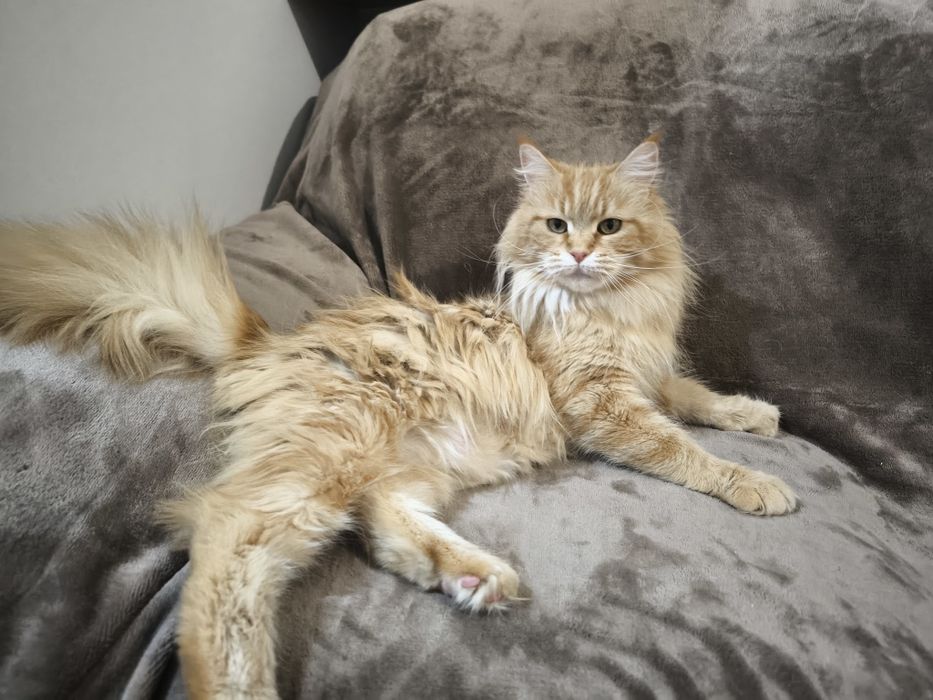 Maine coon Kocurek
