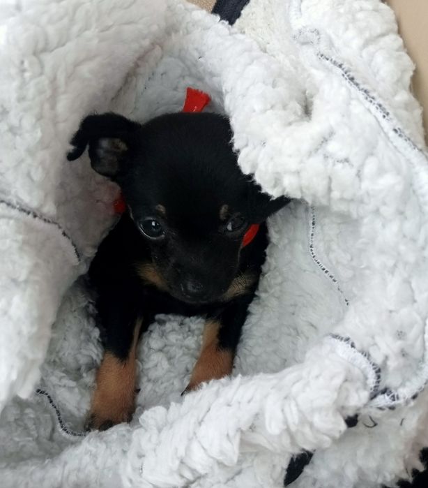 Pinczerek miniaturka