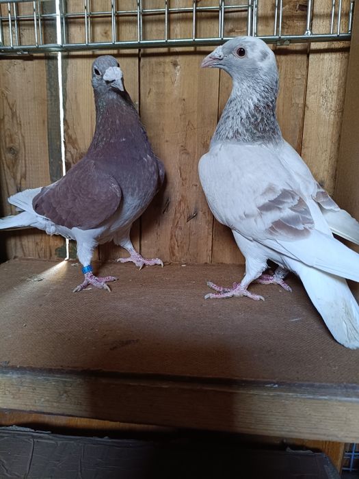 Golebie staropolskie