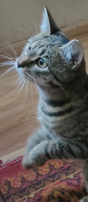 Мурочка! Кошеня 6 міс.