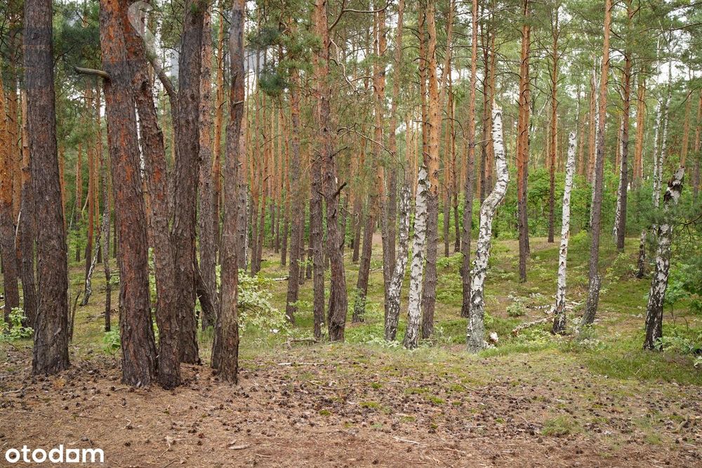 Działka budowlana na Wydmach  2221 m2 - bez prowizji
