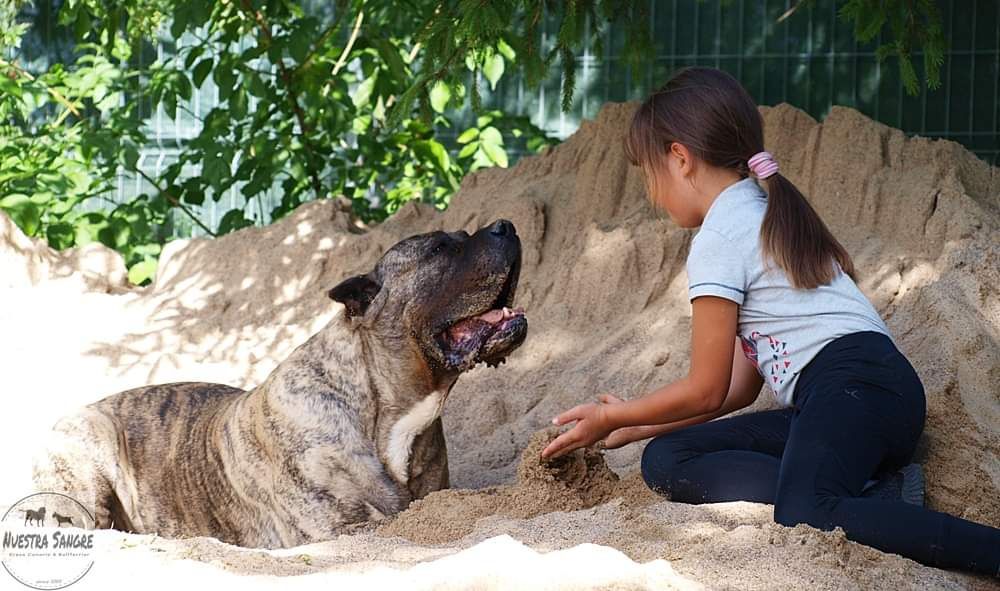 Hodowla Presa Canario! ZKwP/FCI
