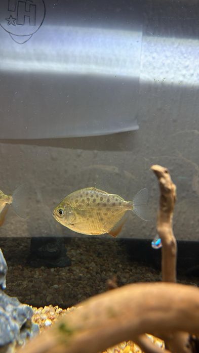 Vendo metynnis hypsauchen, Pacu 10€ cada