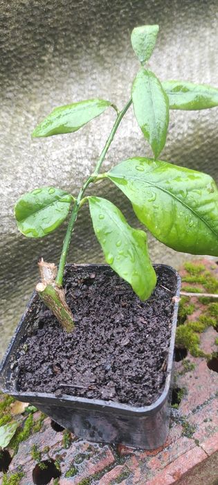 Продам власновкорінені живці плодоносного лимонного дерева