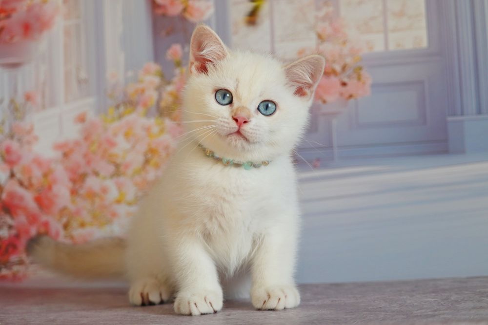 Британский золотой поинт мальчик