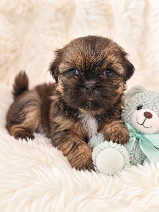 Shih Tzu z rodowodem