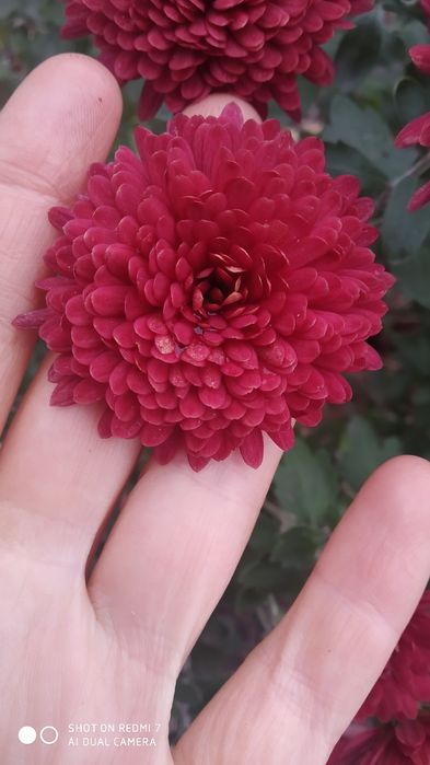 Хризантема зимуюча