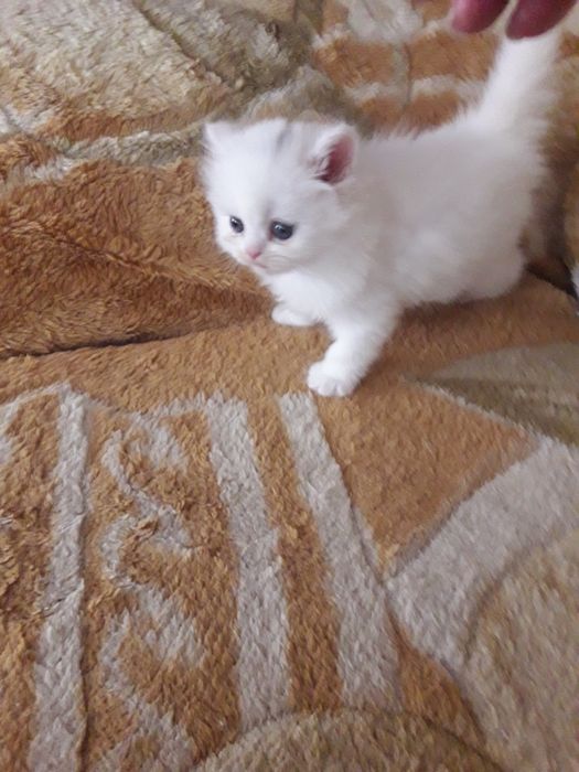 Продаются котята