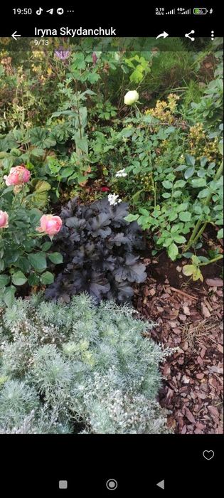 Гейхера, гейхерела