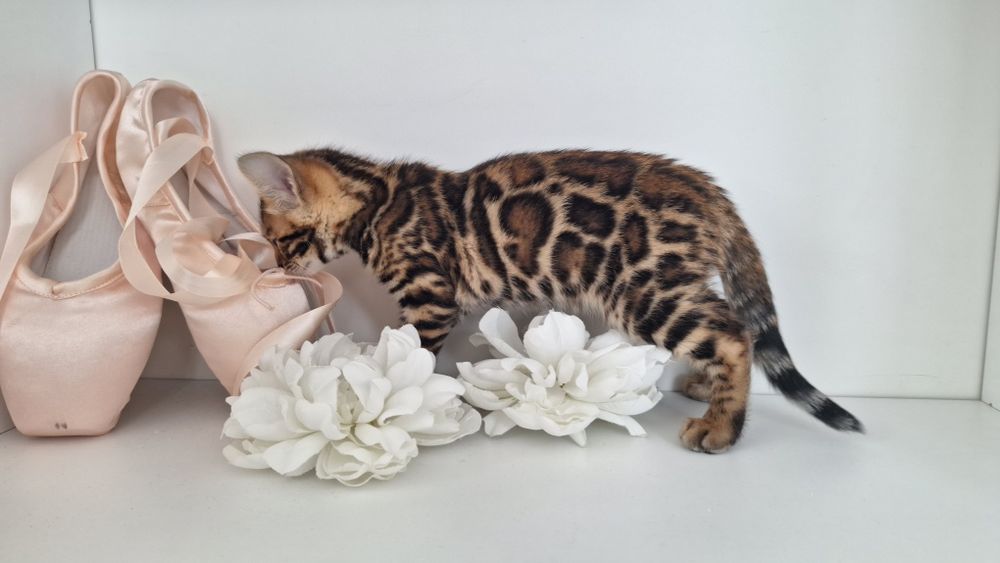 Шикарна золота дівчинка