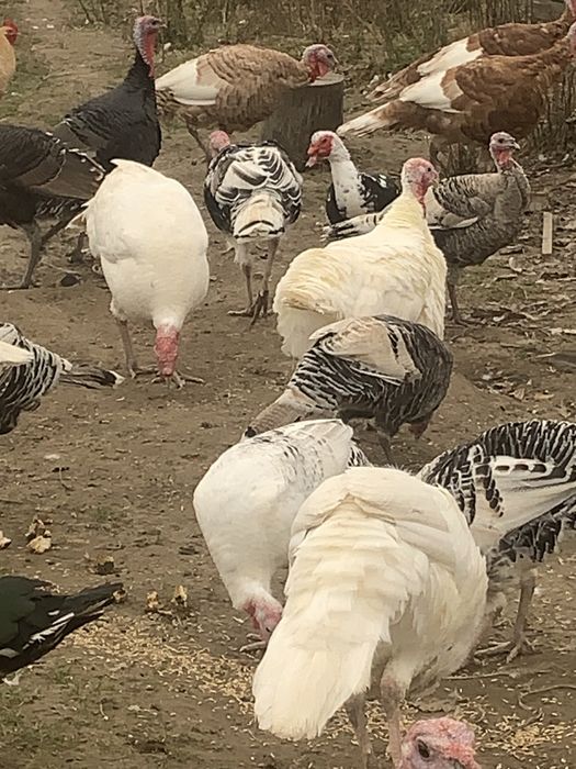 Індики,індокачки ваговики німецькі живі і є м‘ясо ( тушки)