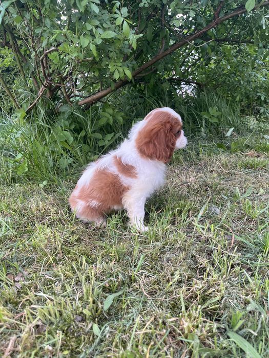Szczeniak Cavalier King Charles Spaniel