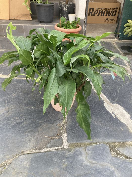 Lirio da paz planta ultima unidade