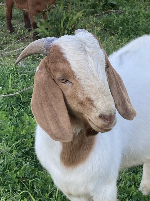 Chibo Boer puro com 13 meses