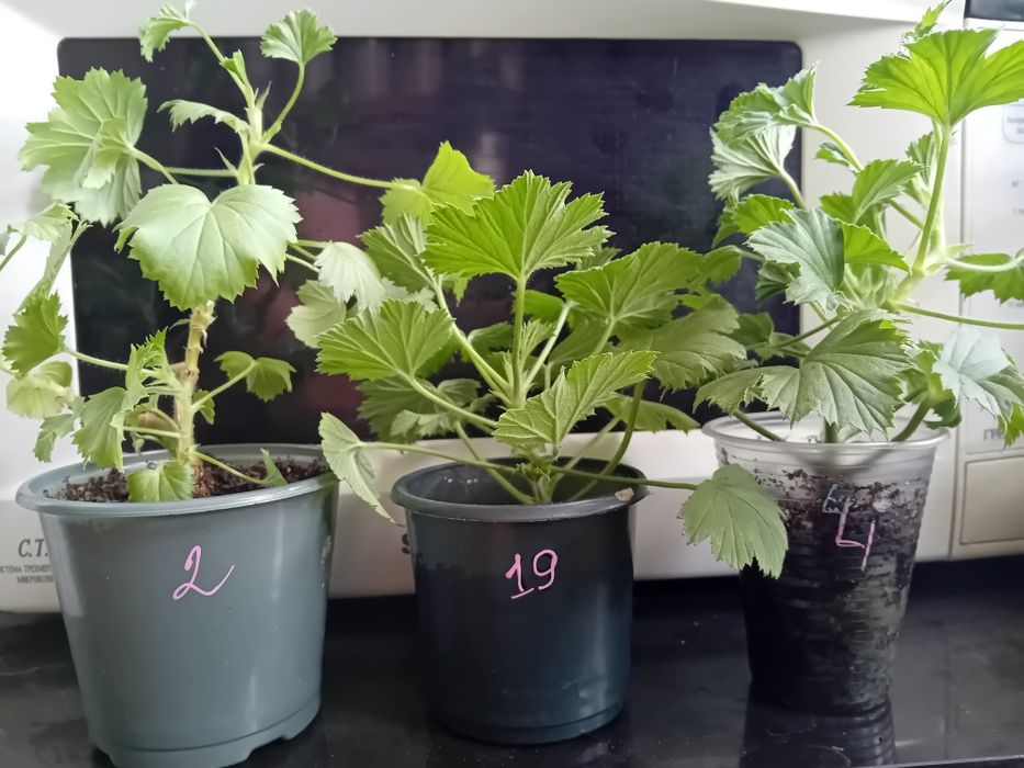 Королівська пеларгонія