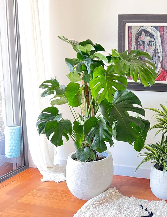 Arvores costela de adão monstera lindissimas para decorações com entregas