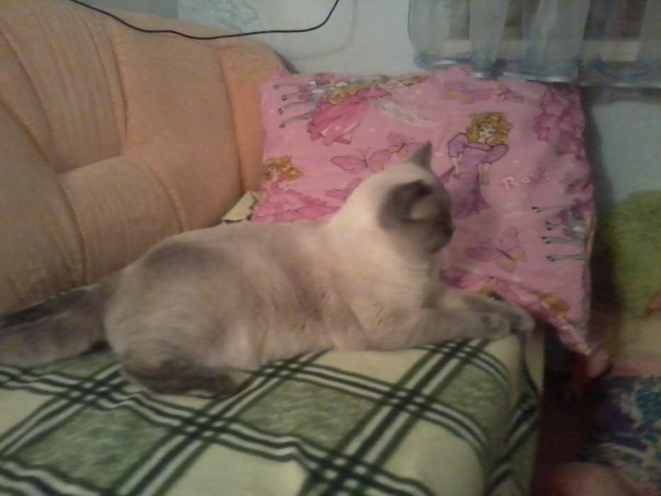 В'язка кішки    м. Умань