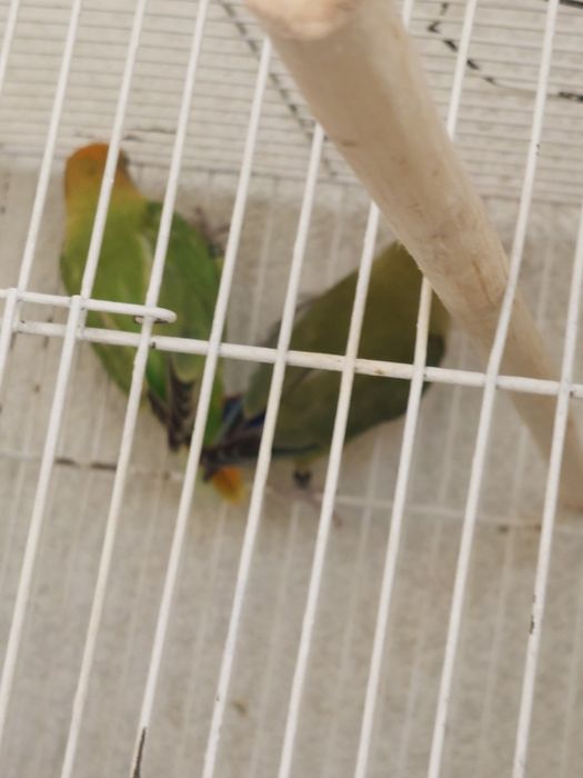 Agapornis casal novo com sexagem