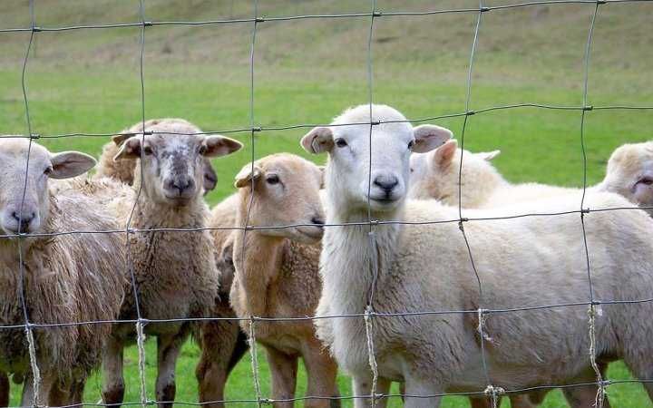 Сітка шарнірна, h-1,62; L-25 м., аналог сітка рабиця, огорожа.