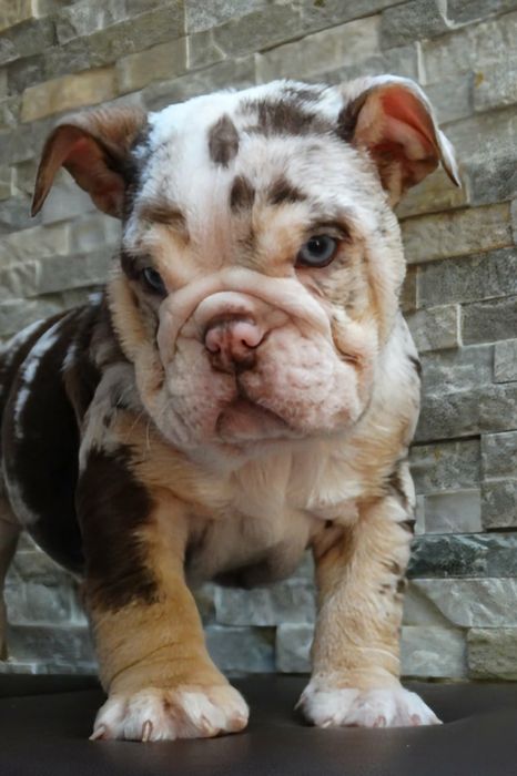 Suczka buldog angielski czekoladowa TRI merle