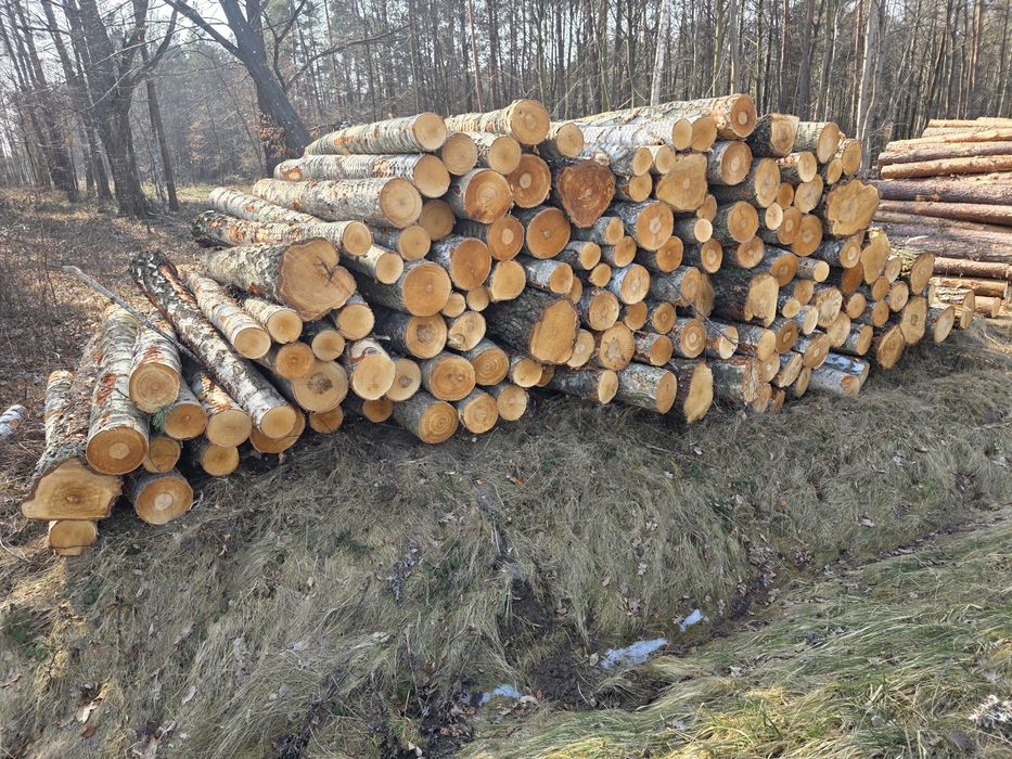 Brzoza, Olcha, Dąb, Akacja, Sosna 2.5m