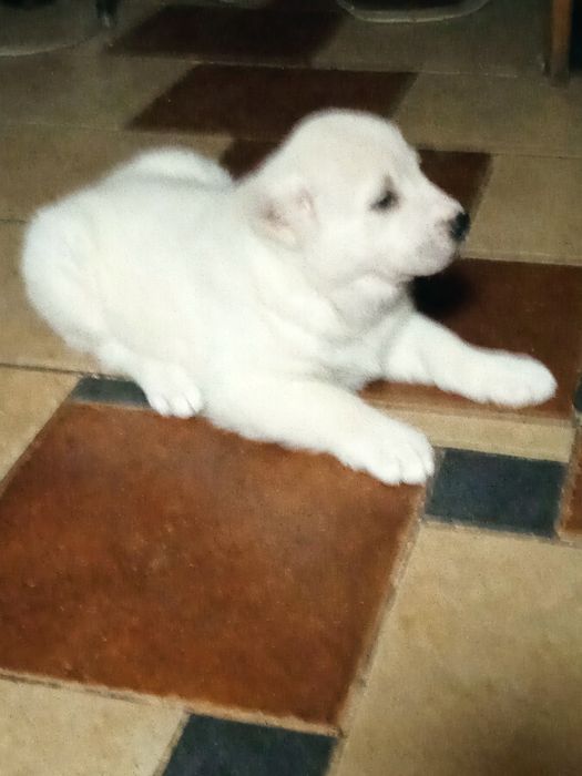 Продаж собаки породи Алабая