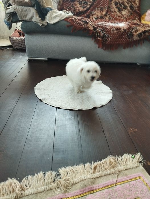 Бішон Фрізе, цуценята, Бишон Фризе