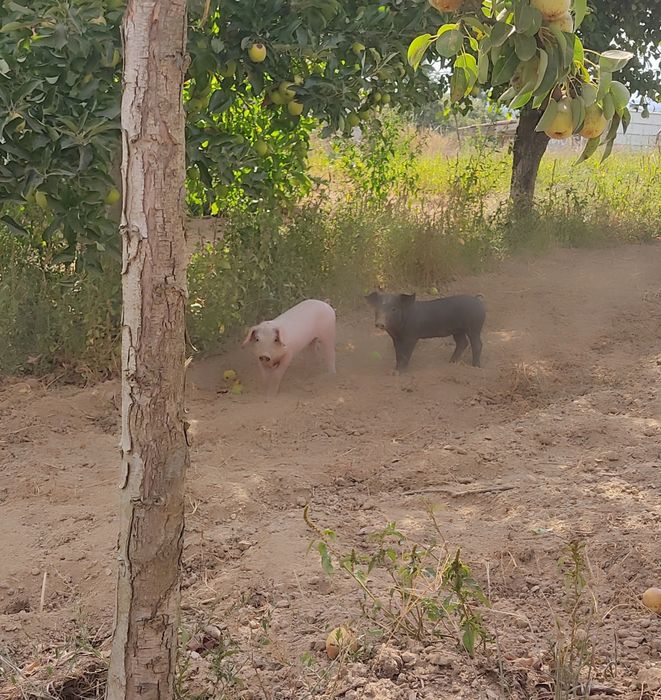 Leitões bisaro com pietran