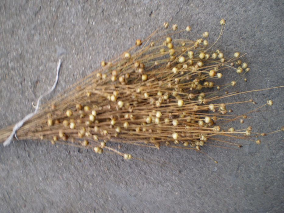 len suszony kłosy przysmak dla gryzoni