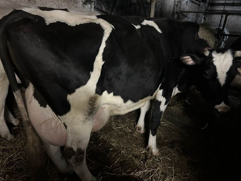 Krowa mleczna zacielona