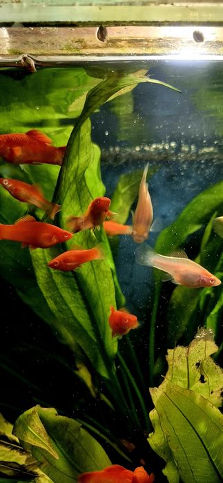 Мечоносець (чорний, рубін)