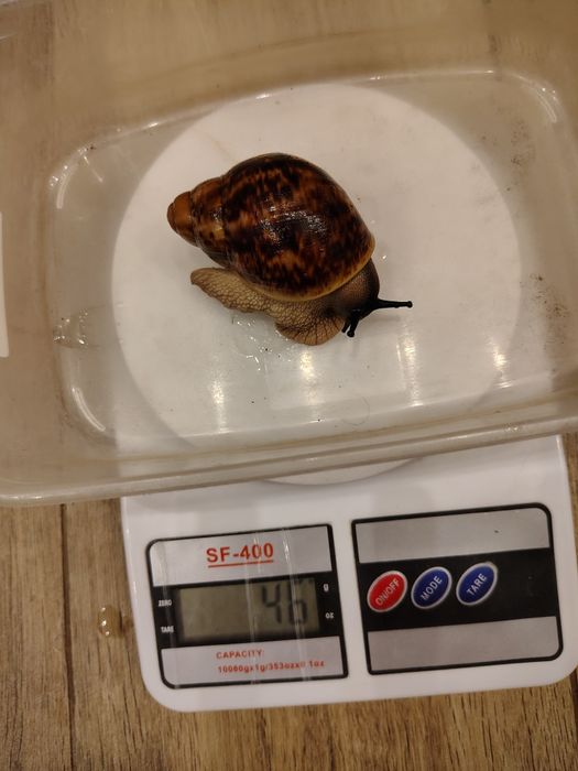 Ślimak archachatina marginata ovum XXL - OPIS