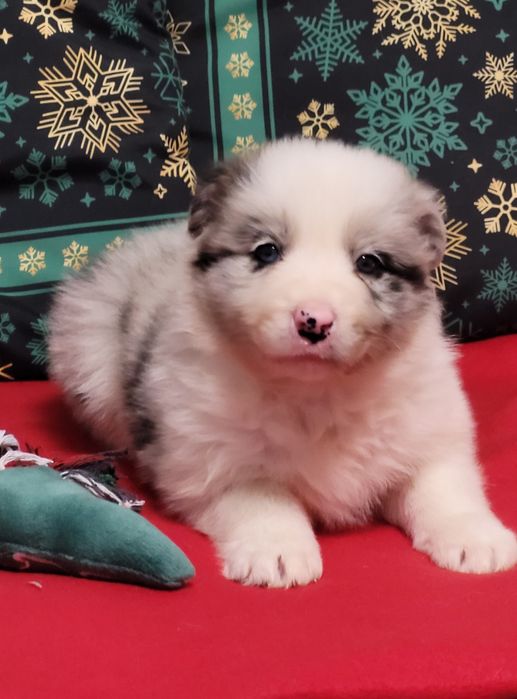 Border Collie Maluszek