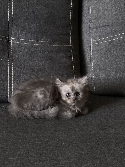 Продам Шотландських висловухих та прямовухих котиків