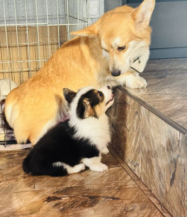 Коргі Одеса Цуценята