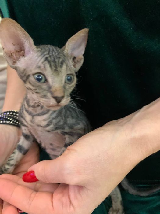 Донской сфинкс браш