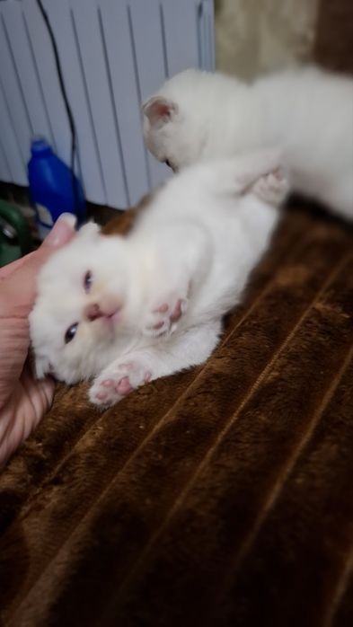 Котята шотландские