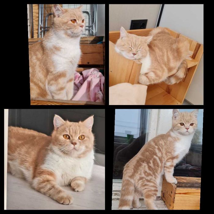 Віддам кота шотландець прямовухий,в хороші руки