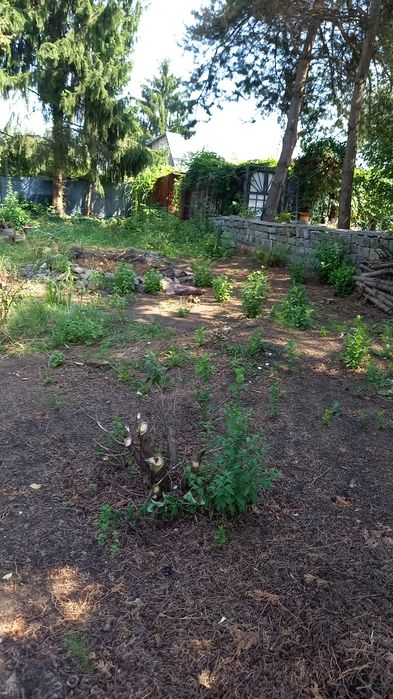 Sprzedam ogródek działkowy Bytom Szombierki - Widok 4