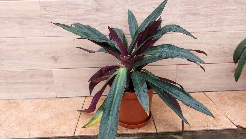 Обменяю на орхидею