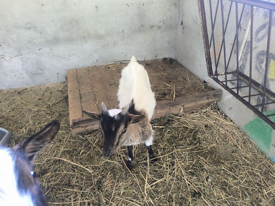 3 Cabras anãs de pêlo longo para venda COIMBRA